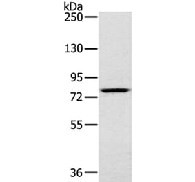 RPS6KA1 Antibody from Signalway Antibody (40085) - Antibodies.com