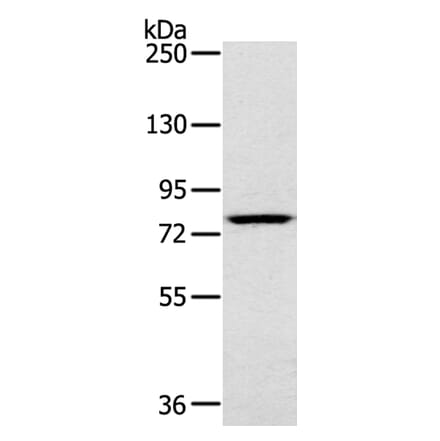 RPS6KA1 Antibody from Signalway Antibody (40085) - Antibodies.com