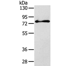 SH3KBP1 Antibody from Signalway Antibody (40103) - Antibodies.com