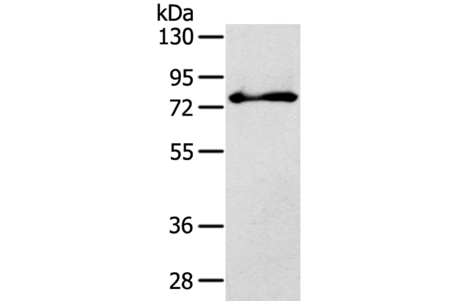 SH3KBP1 Antibody from Signalway Antibody (40103) - Antibodies.com