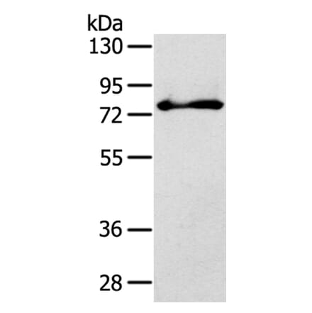 SH3KBP1 Antibody from Signalway Antibody (40103) - Antibodies.com