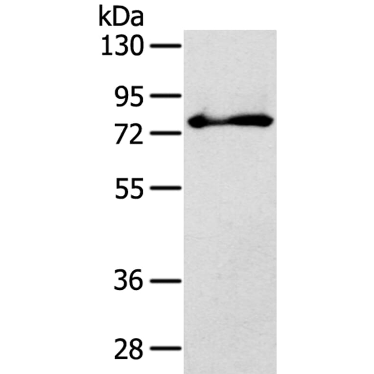 SH3KBP1 Antibody from Signalway Antibody (40103) - Antibodies.com