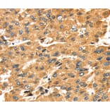 Immunohistochemistry - SH3KBP1 Antibody from Signalway Antibody (40103) - Antibodies.com