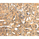 Immunohistochemistry - SH3KBP1 Antibody from Signalway Antibody (40103) - Antibodies.com