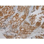 Immunohistochemistry - SULT1B1 Antibody from Signalway Antibody (40123) - Antibodies.com
