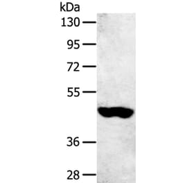 SULT2B1 Antibody from Signalway Antibody (40124) - Antibodies.com