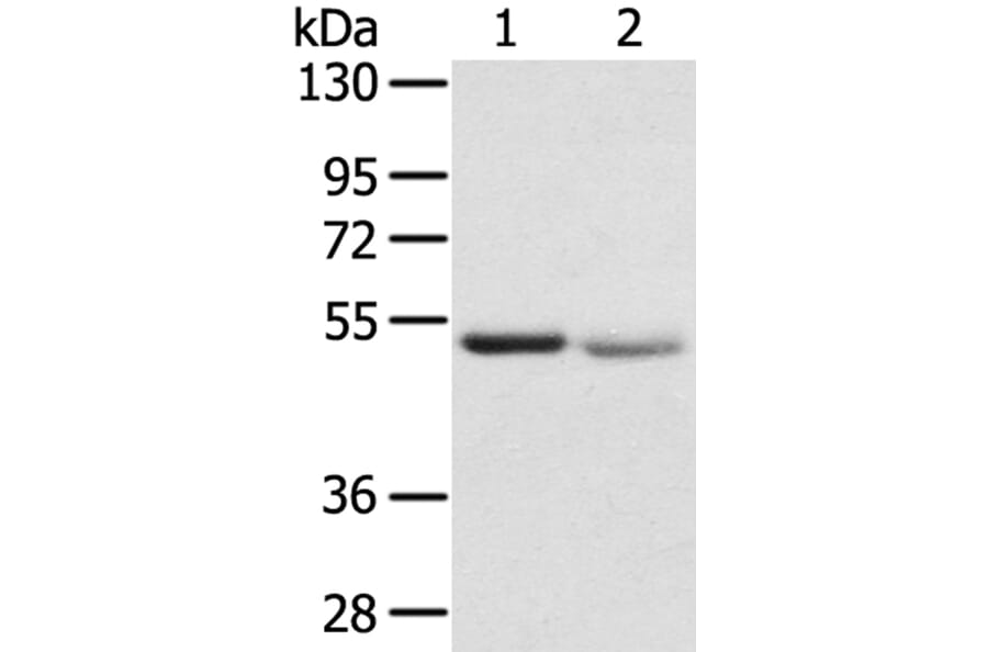 SLC24A6 Antibody from Signalway Antibody (40213) - Antibodies.com