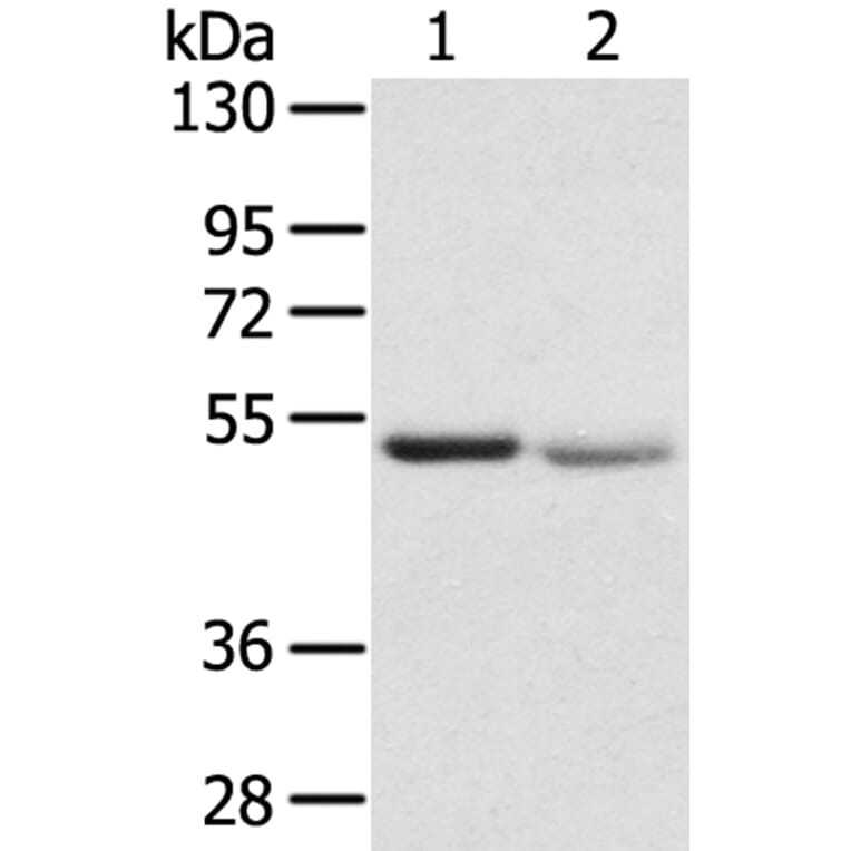 SLC24A6 Antibody from Signalway Antibody (40213) - Antibodies.com