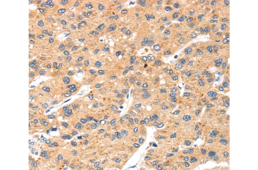Immunohistochemistry - SLC24A6 Antibody from Signalway Antibody (40213) - Antibodies.com