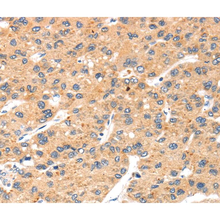 Immunohistochemistry - SLC24A6 Antibody from Signalway Antibody (40213) - Antibodies.com