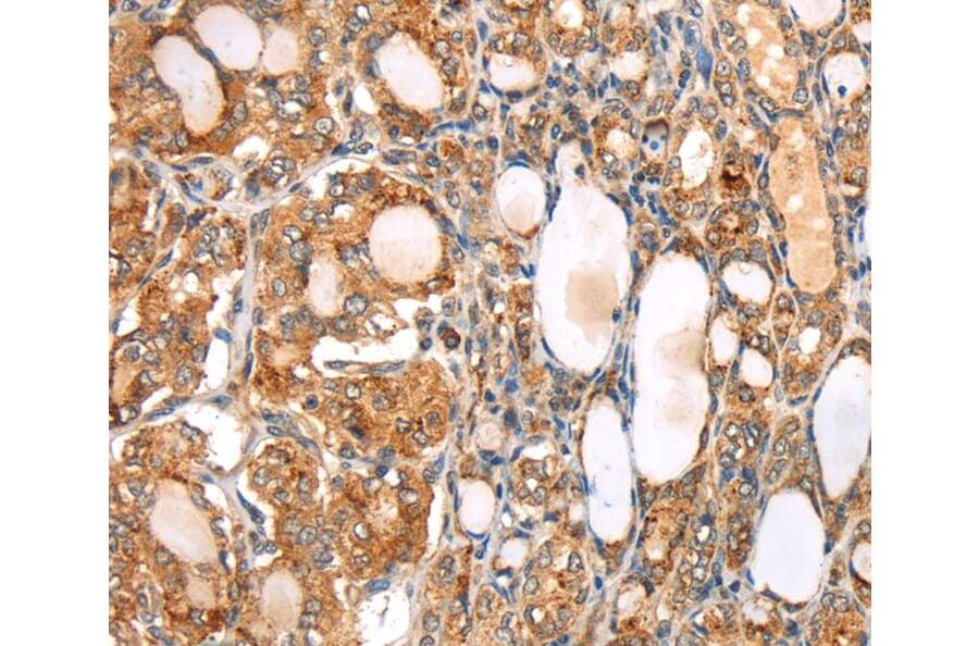 Immunohistochemistry - SLC24A6 Antibody from Signalway Antibody (40213) - Antibodies.com