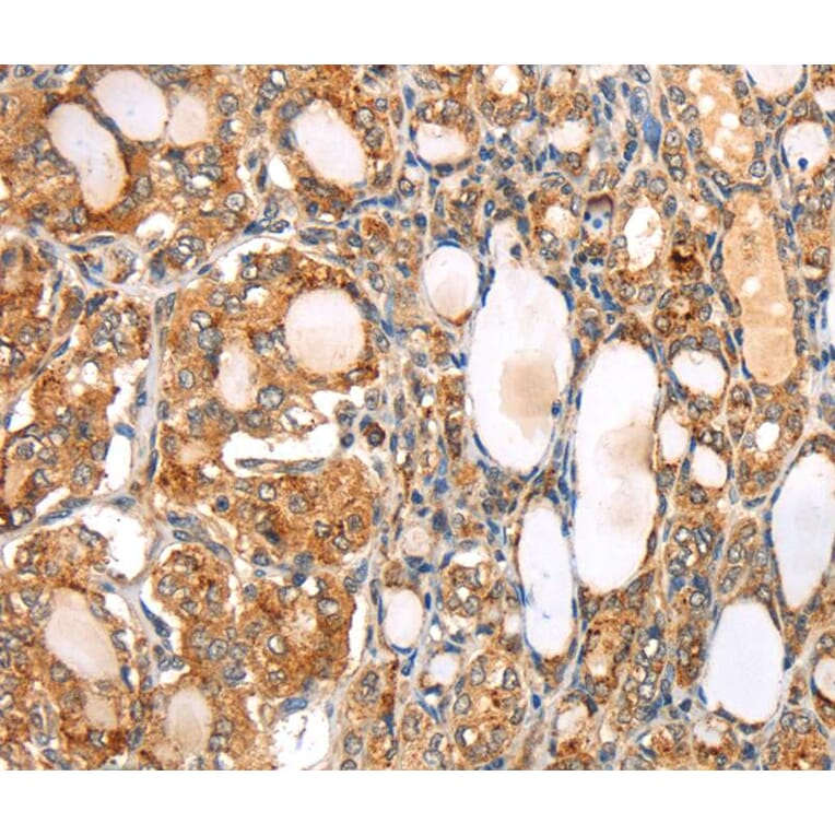 Immunohistochemistry - SLC24A6 Antibody from Signalway Antibody (40213) - Antibodies.com