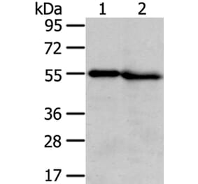 TMPRSS5 Antibody from Signalway Antibody (40345) - Antibodies.com