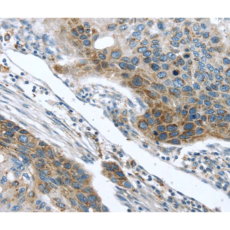 Immunohistochemistry - TMPRSS5 Antibody from Signalway Antibody (40345) - Antibodies.com