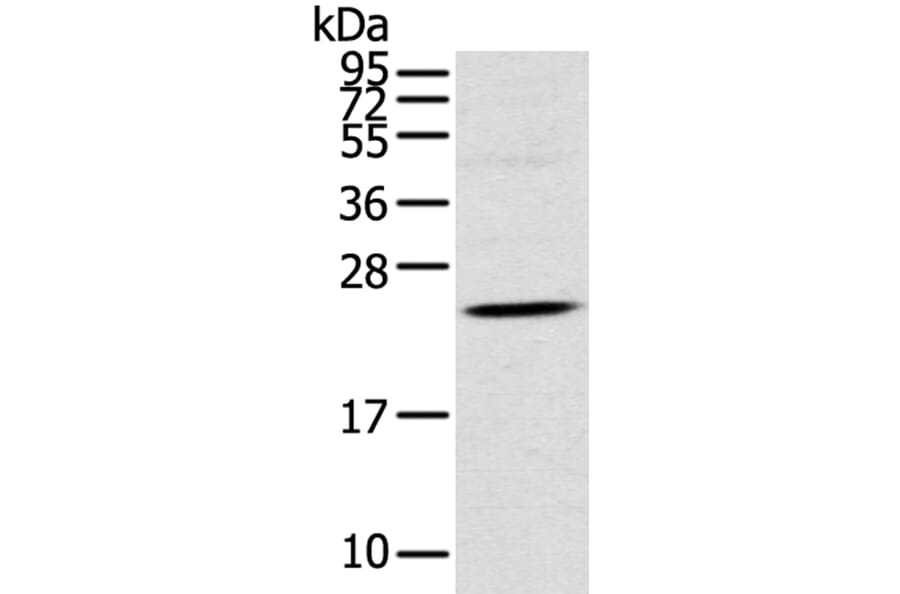 TSPAN13 Antibody from Signalway Antibody (40384) - Antibodies.com