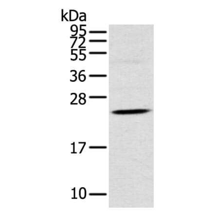 TSPAN13 Antibody from Signalway Antibody (40384) - Antibodies.com