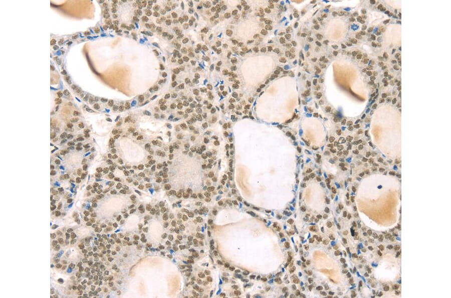 Immunohistochemistry - TSPAN13 Antibody from Signalway Antibody (40384) - Antibodies.com