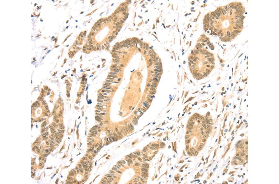 Immunohistochemistry - TSPAN13 Antibody from Signalway Antibody (40384) - Antibodies.com