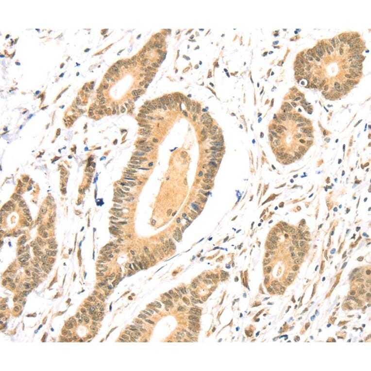 Immunohistochemistry - TSPAN13 Antibody from Signalway Antibody (40384) - Antibodies.com