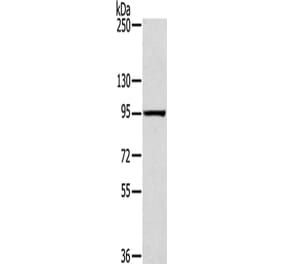 SLITRK4 Antibody from Signalway Antibody (42759) - Antibodies.com
