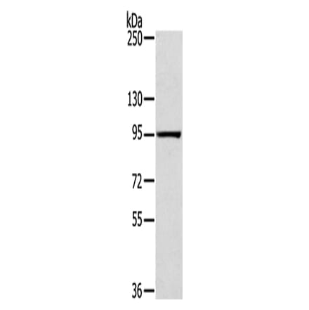 SLITRK4 Antibody from Signalway Antibody (42759) - Antibodies.com