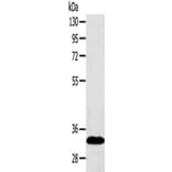 SULT2A1 Antibody from Signalway Antibody (42769) - Antibodies.com