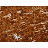 Immunohistochemistry - SULT2A1 Antibody from Signalway Antibody (42769) - Antibodies.com