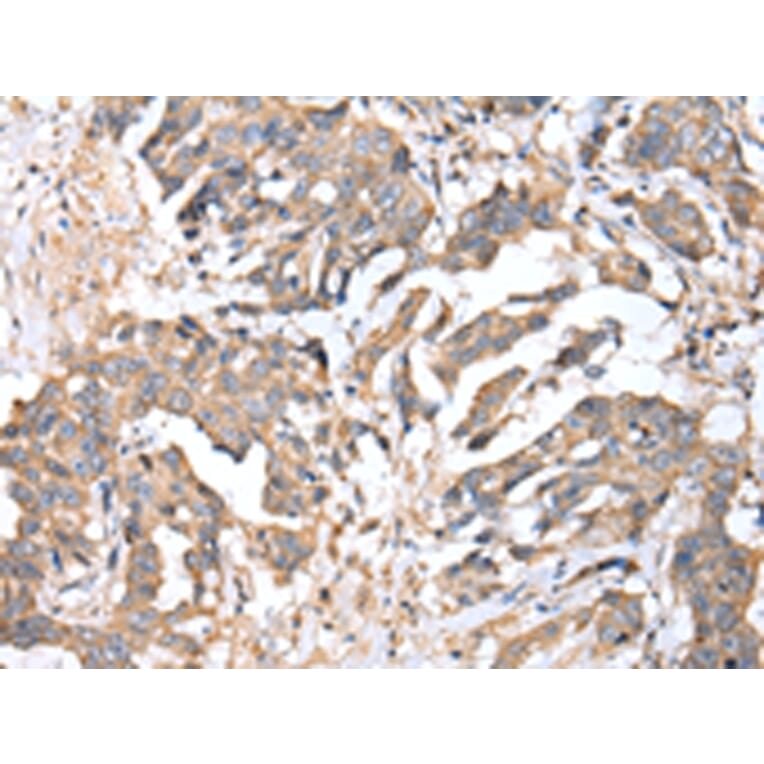 Immunohistochemistry - TIMM17A Antibody from Signalway Antibody (42782) - Antibodies.com