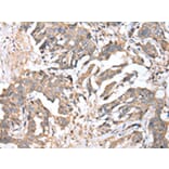 Immunohistochemistry - TIMM17A Antibody from Signalway Antibody (42782) - Antibodies.com