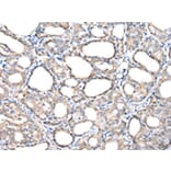 Immunohistochemistry - TIMM17A Antibody from Signalway Antibody (42782) - Antibodies.com