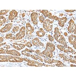 Immunohistochemistry - NDUFB10 Antibody from Signalway Antibody (42881) - Antibodies.com