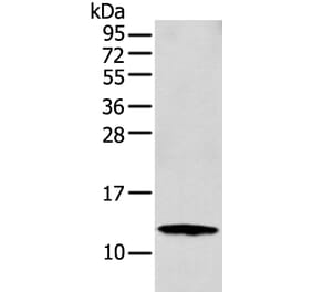 S100A16 Antibody from Signalway Antibody (42896) - Antibodies.com