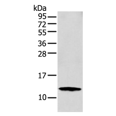 S100A16 Antibody from Signalway Antibody (42896) - Antibodies.com