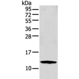 S100A16 Antibody from Signalway Antibody (42896) - Antibodies.com