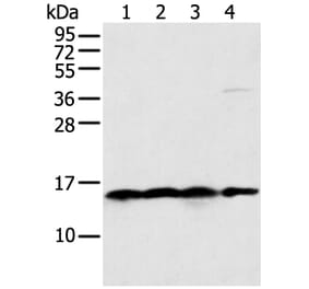 MRPS18C Antibody from Signalway Antibody (42908) - Antibodies.com