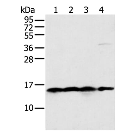 MRPS18C Antibody from Signalway Antibody (42908) - Antibodies.com
