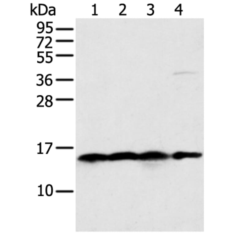 MRPS18C Antibody from Signalway Antibody (42908) - Antibodies.com