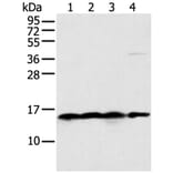 MRPS18C Antibody from Signalway Antibody (42908) - Antibodies.com