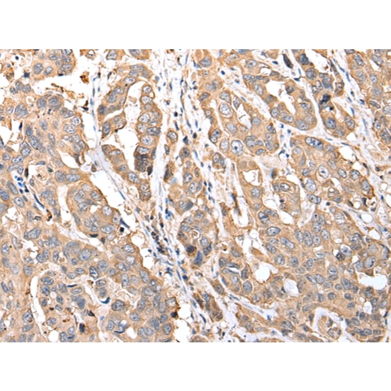 Immunohistochemistry - MRPS18C Antibody from Signalway Antibody (42908) - Antibodies.com