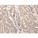 Immunohistochemistry - MRPS18C Antibody from Signalway Antibody (42908) - Antibodies.com