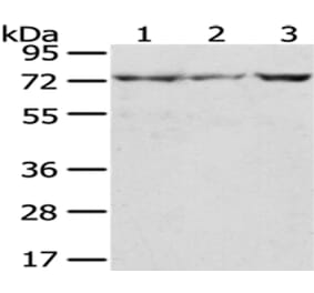 C10orf2 Antibody from Signalway Antibody (43023) - Antibodies.com