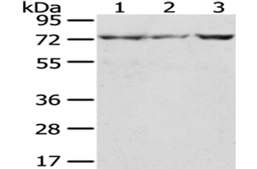 C10orf2 Antibody from Signalway Antibody (43023) - Antibodies.com