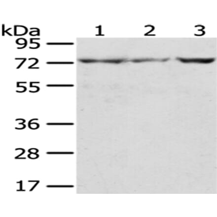 C10orf2 Antibody from Signalway Antibody (43023) - Antibodies.com