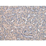 Immunohistochemistry - C10orf2 Antibody from Signalway Antibody (43023) - Antibodies.com