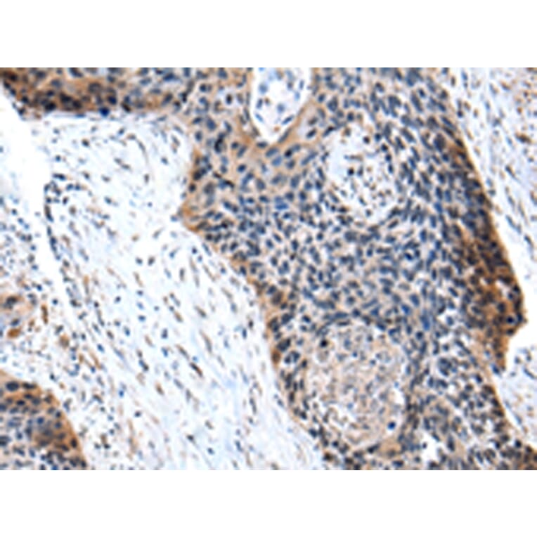 Immunohistochemistry - C10orf2 Antibody from Signalway Antibody (43023) - Antibodies.com