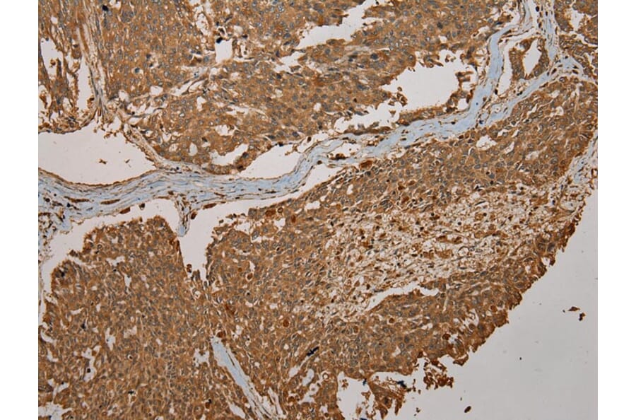 Immunohistochemistry - CYP20A1 Antibody from Signalway Antibody (43065) - Antibodies.com