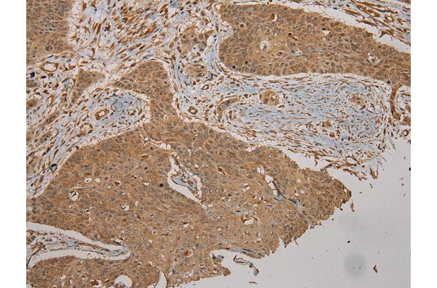 Immunohistochemistry - CYP20A1 Antibody from Signalway Antibody (43065) - Antibodies.com