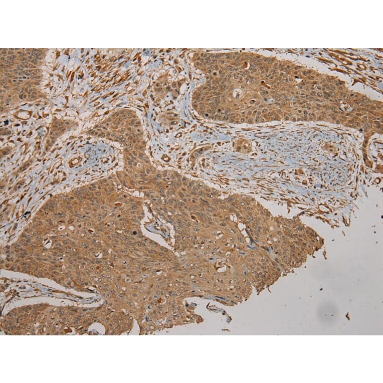 Immunohistochemistry - CYP20A1 Antibody from Signalway Antibody (43065) - Antibodies.com