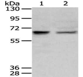 PPP2R1B Antibody from Signalway Antibody (43083) - Antibodies.com
