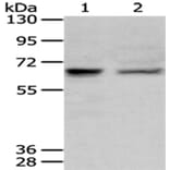 PPP2R1B Antibody from Signalway Antibody (43083) - Antibodies.com